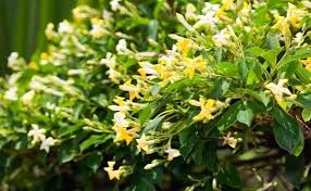 Hymenosporum flavum Lushious