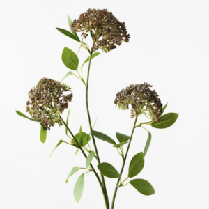 Angelica Spray
